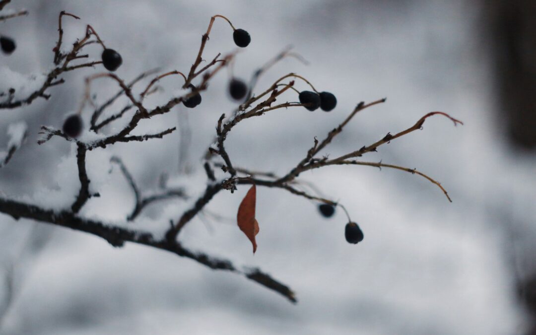 Winter Wellness: The Surprising Benefits of Chiropractic Care in the Cold Season