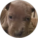 Ian Alejandro profile picture
